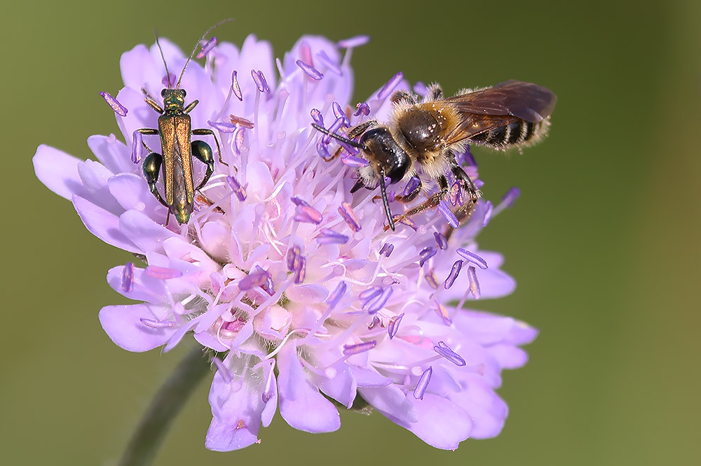 Large scabious mining bee