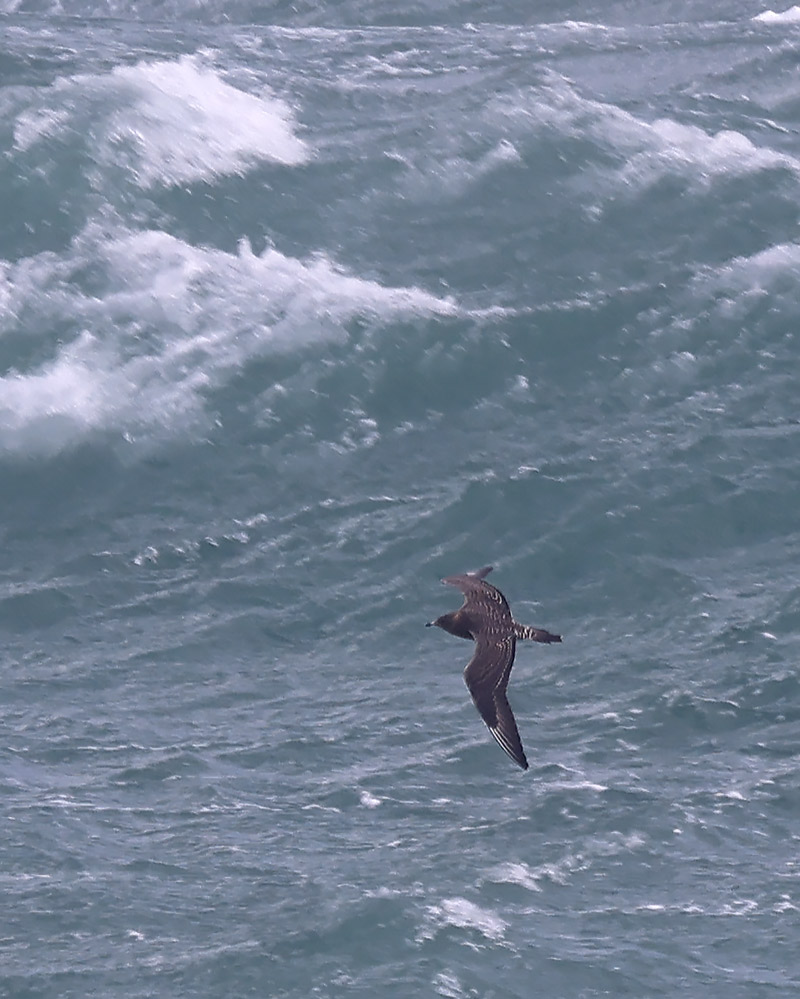 Long-tailed skua