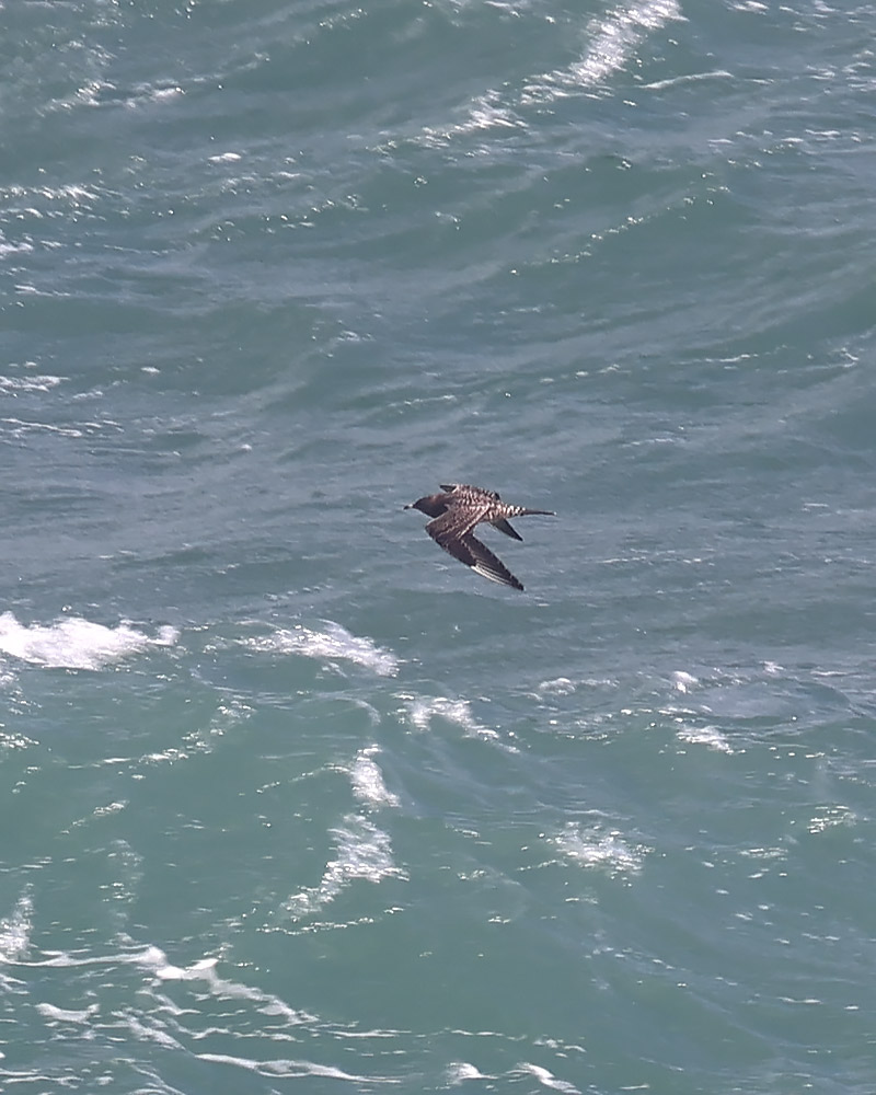 Long-tailed skua