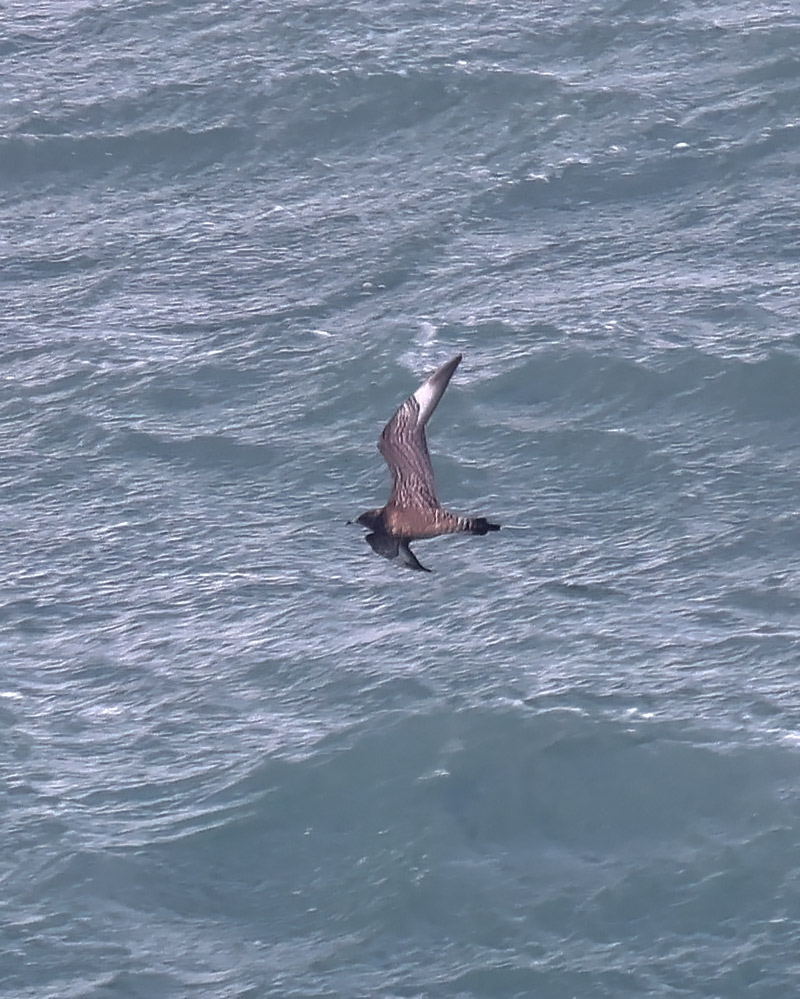 Long-tailed skua