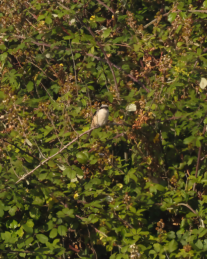 Long-tailed shrike