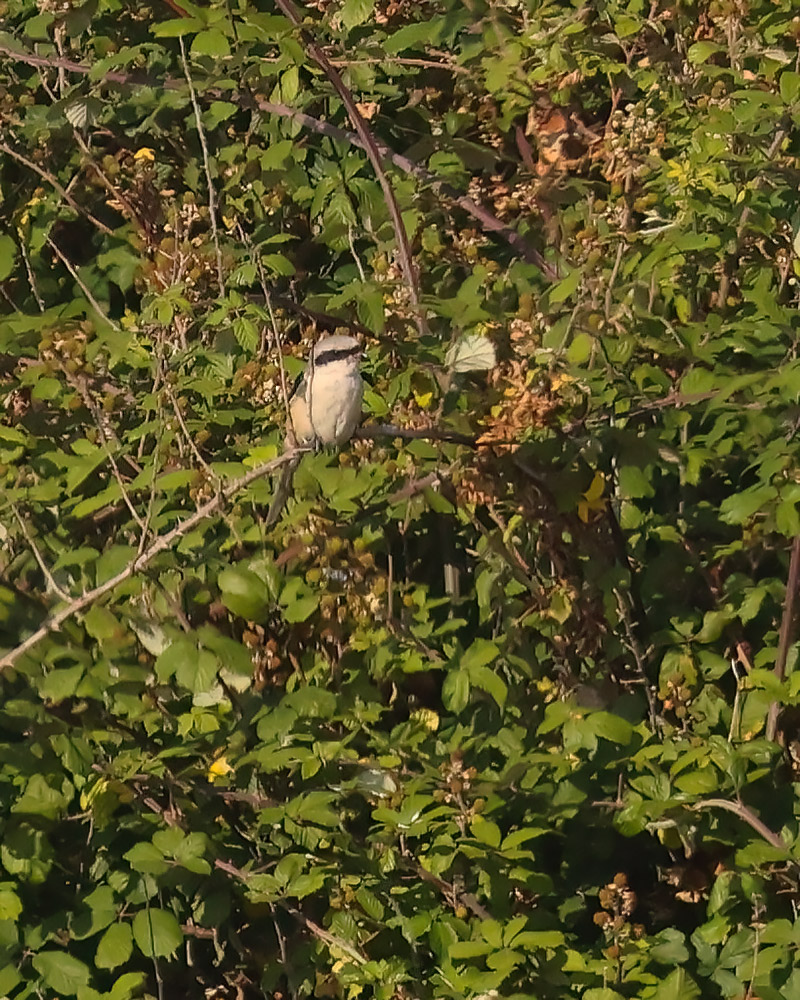 Long-tailed shrike