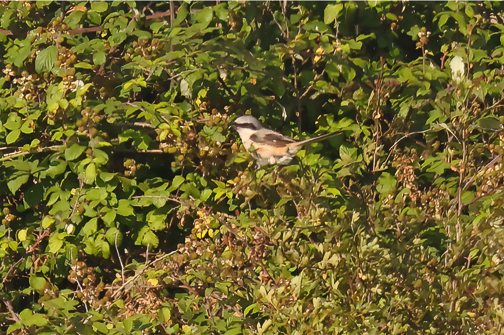 Long-tailed shrike
