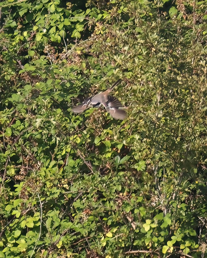 Long-tailed shrike