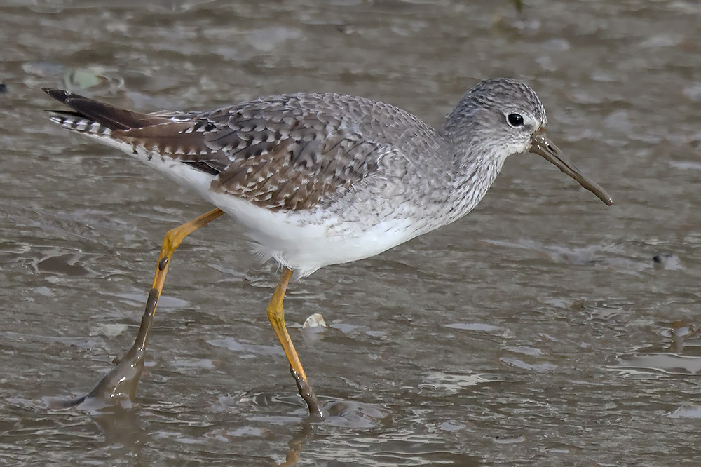 lesser yellowlegs