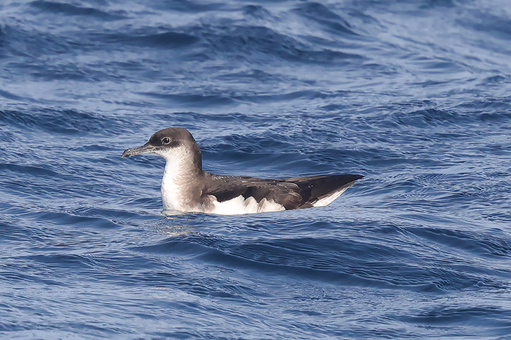 Manx shearwater