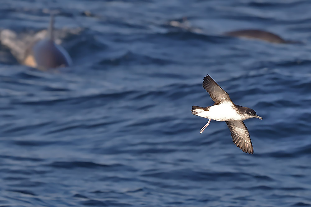 Manx shearwater