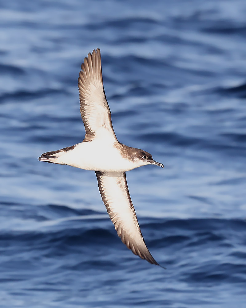 Manx shearwater
