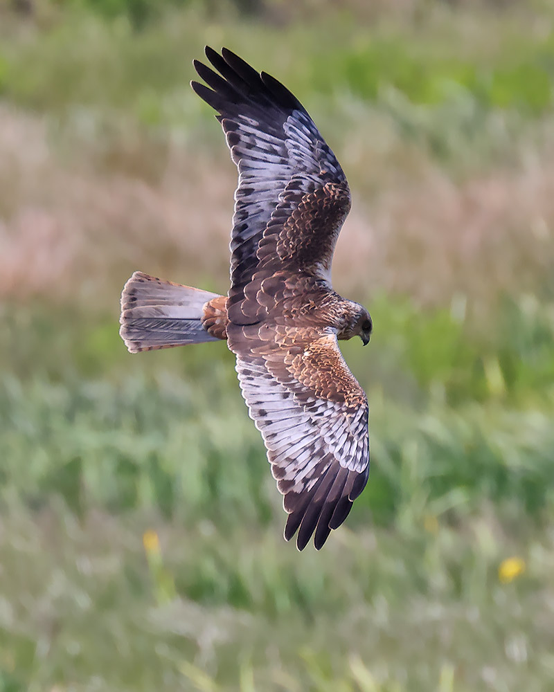 Marsh harrier