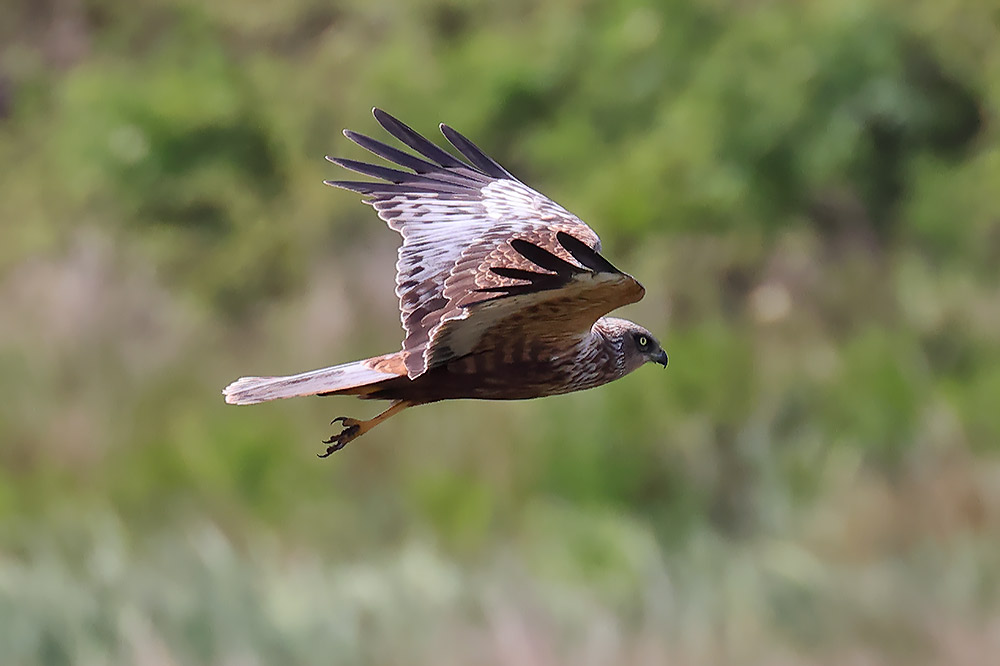 Marsh harrier