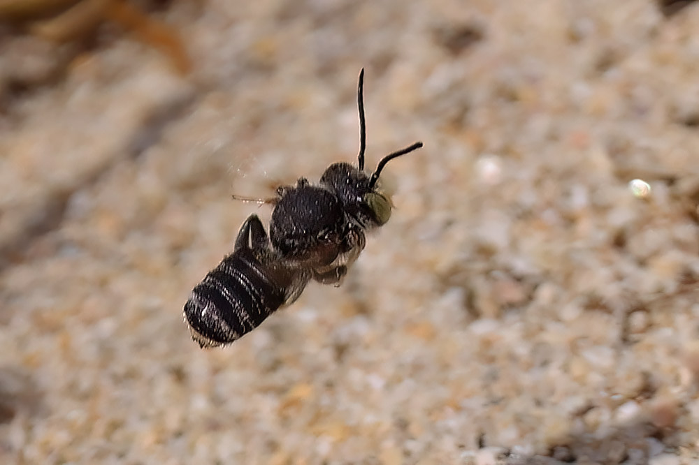 Silvery leafcutter bee