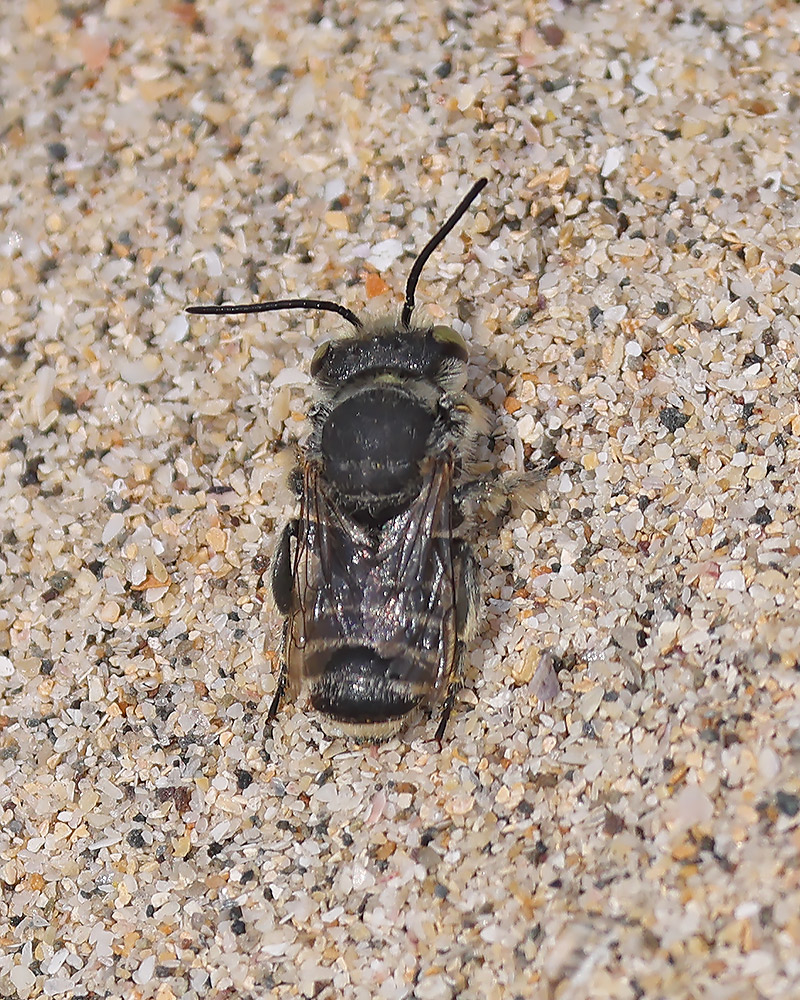 Silvery leafcutter bee