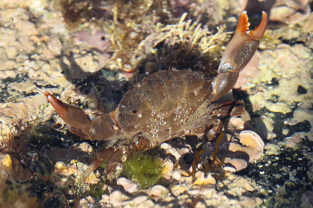 Montagu's crab