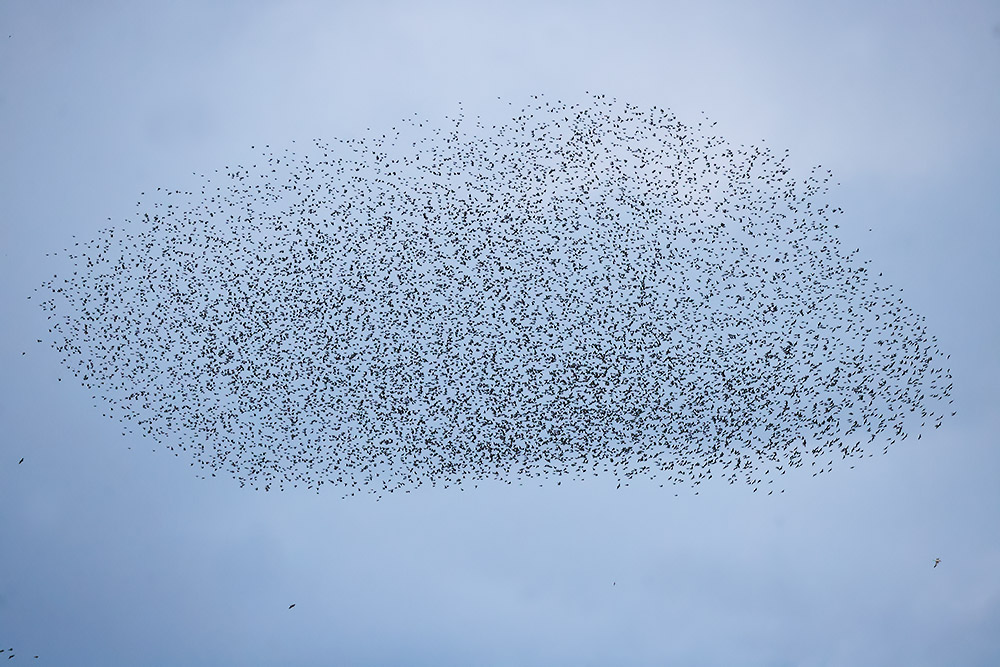 Starlings