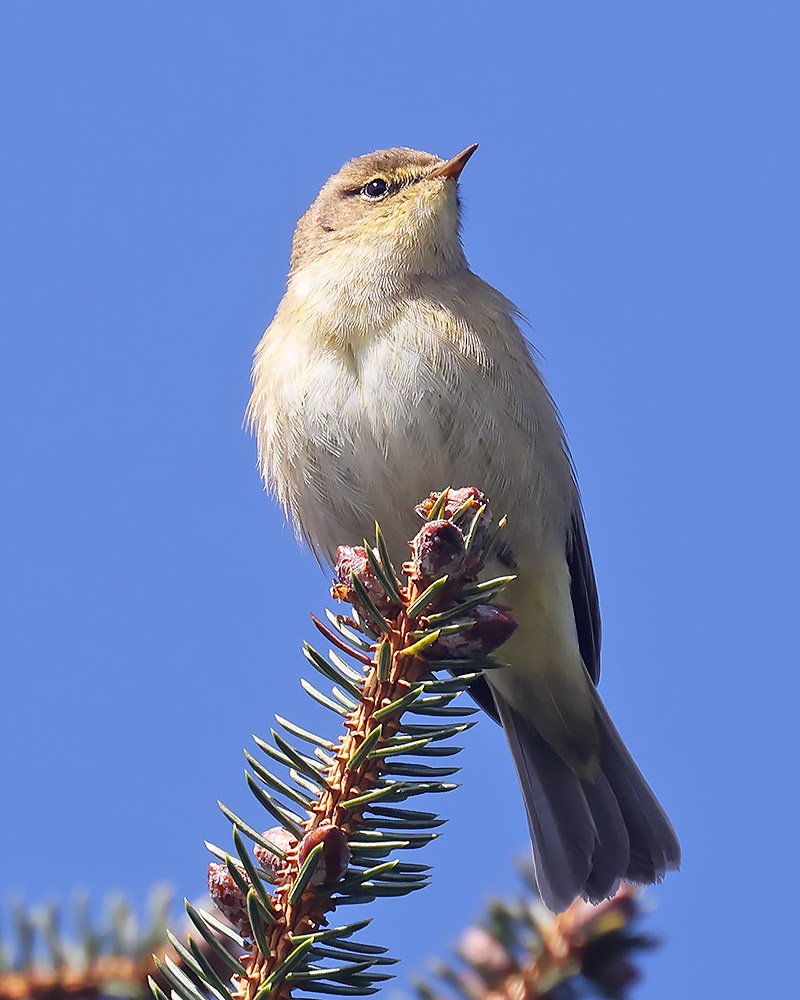 Nanquidno Chiffchaff