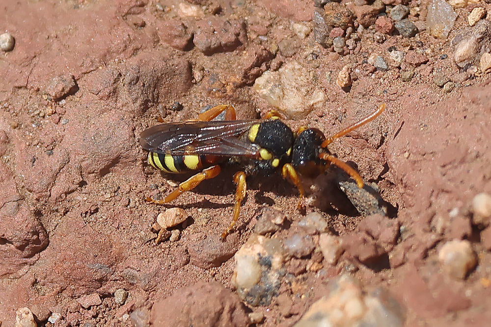 Nomada fucata