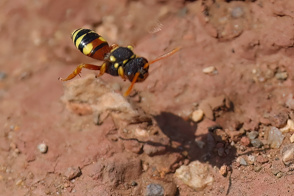 Nomada fucata