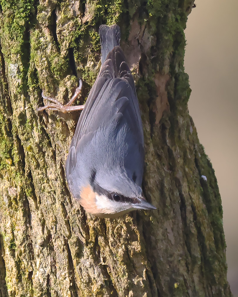 Nuthatch