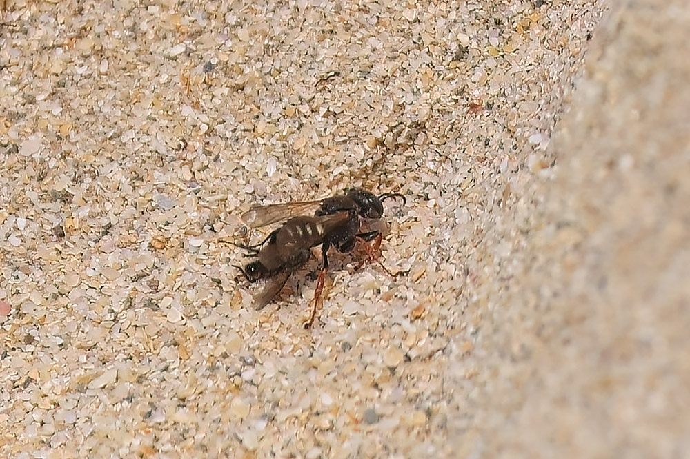 Oxybelus uniglumis