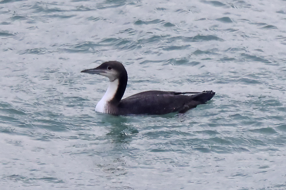 Pacific diver