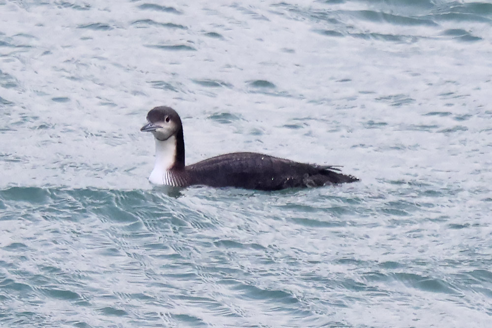 Pacific diver