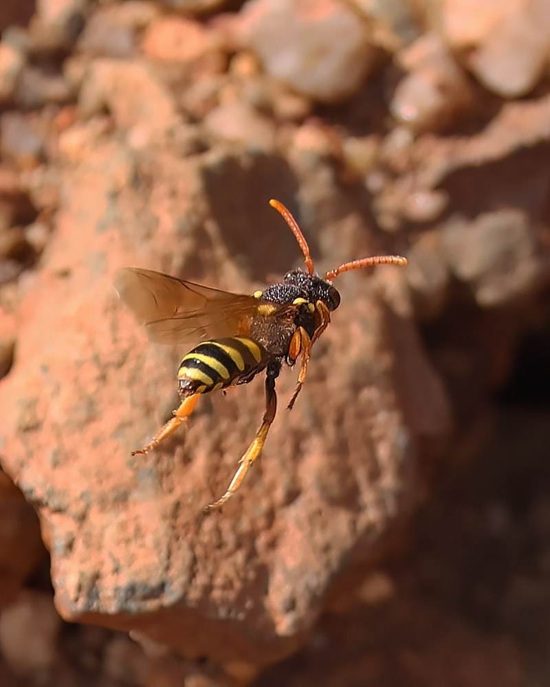 Nomada fucata