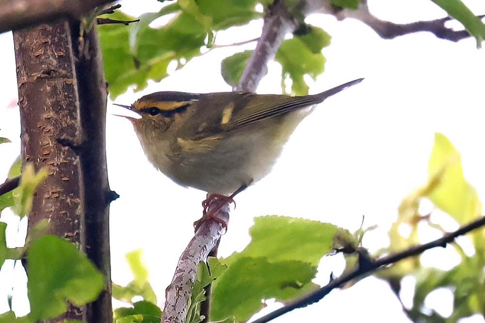 Pallas's warbler