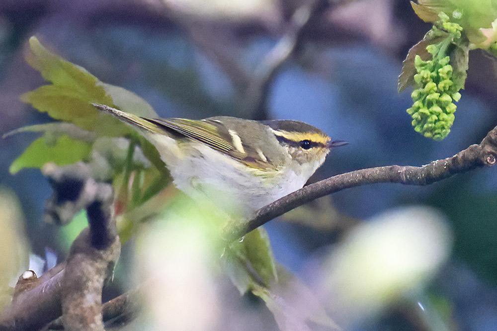 Pallas's warbler