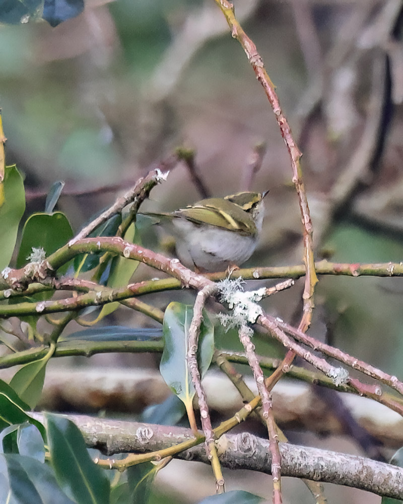 Pallas's warbler