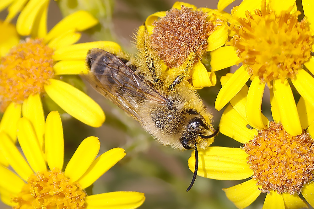 Pantaloon bee