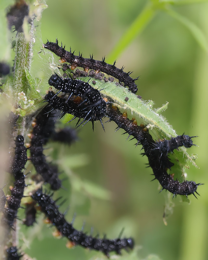 Peacock larvae