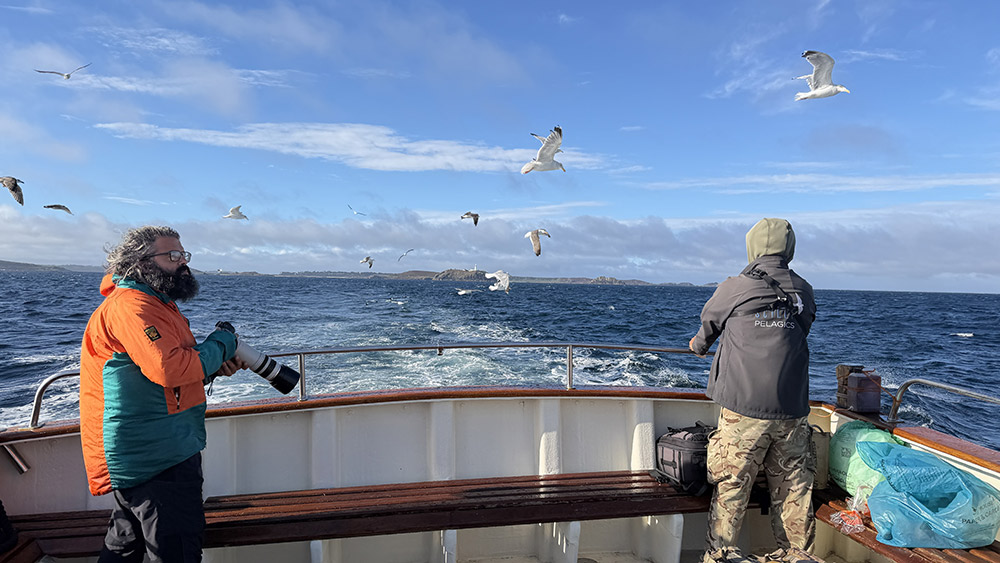 Pelagic