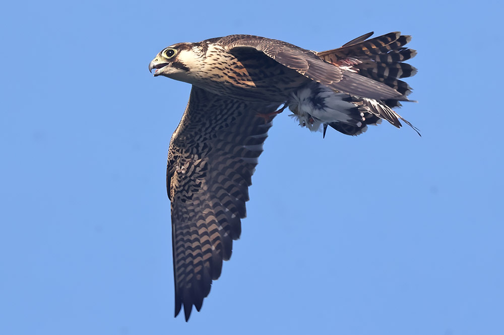 Peregrine