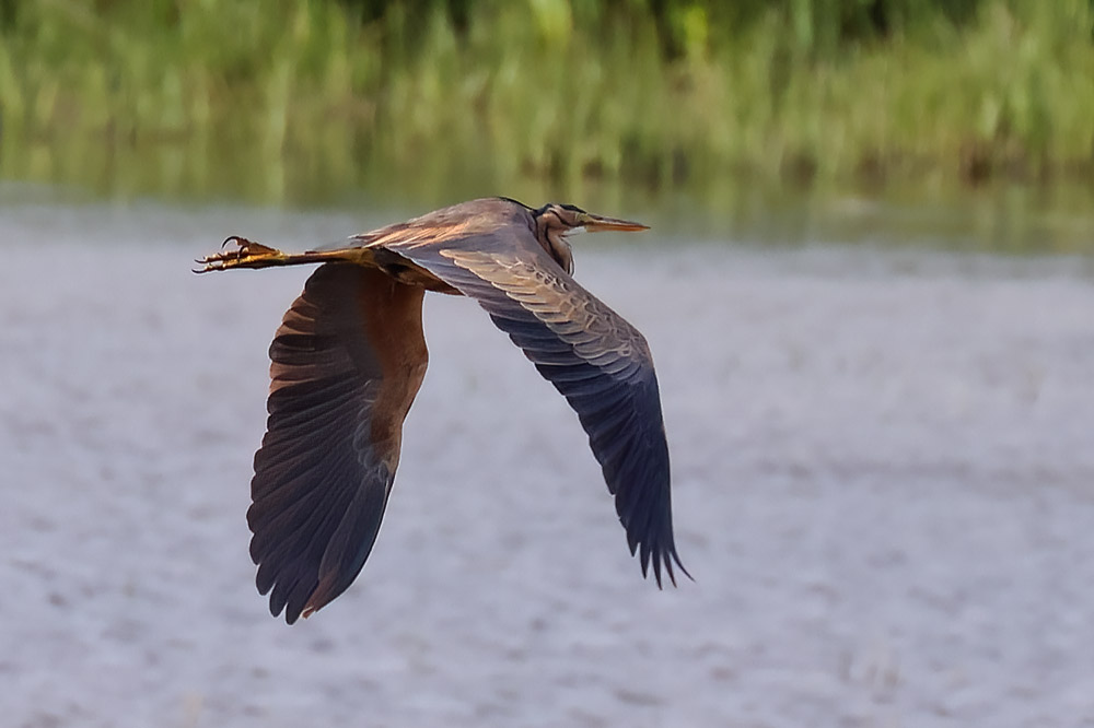 Purple heron
