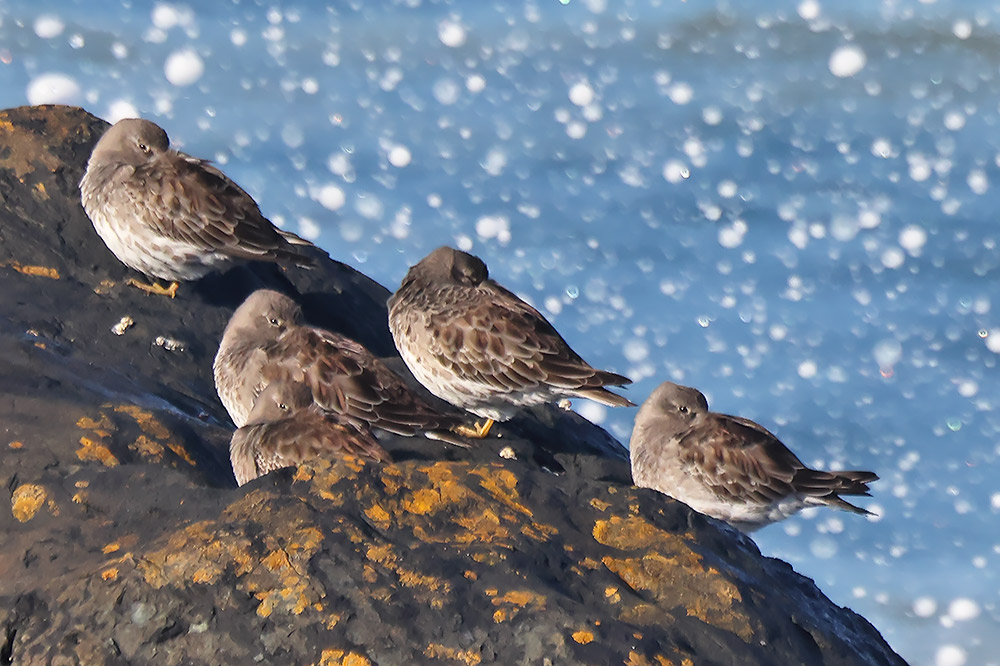 Purple sandpiper