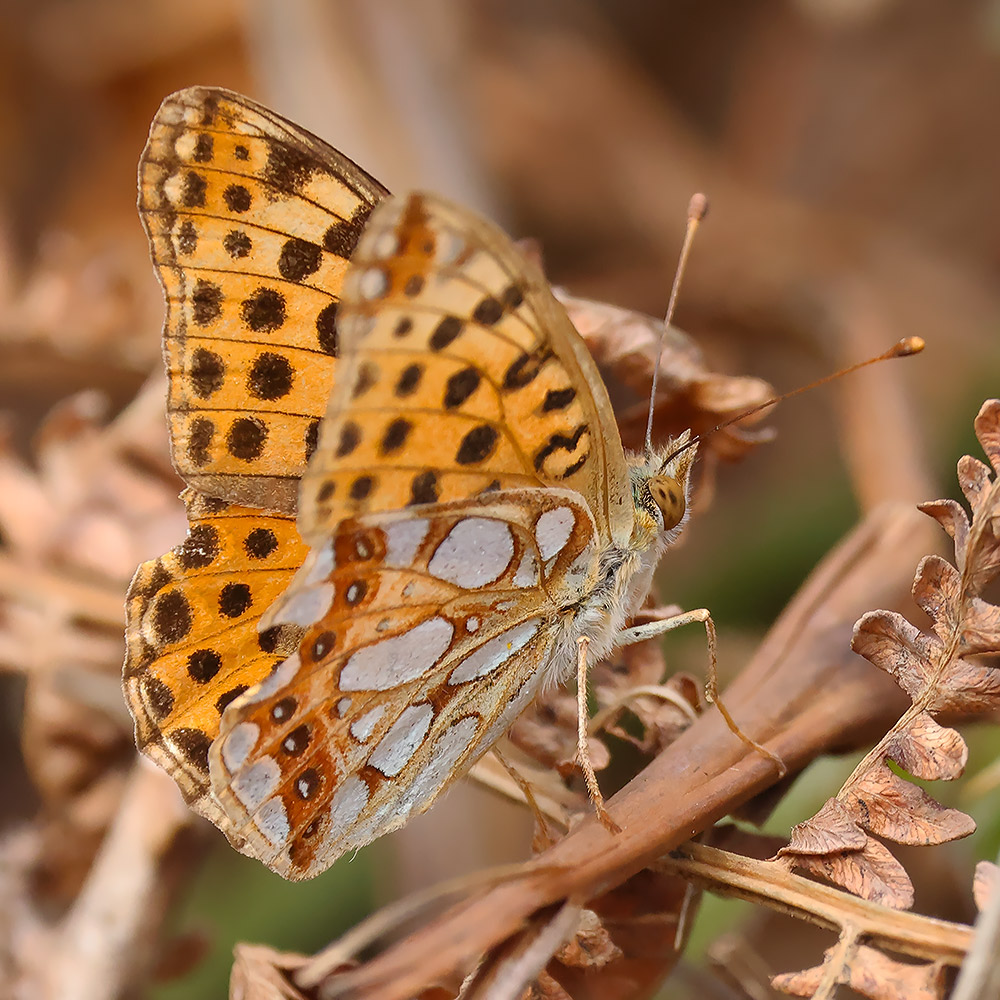 Queen of Spain fritillary