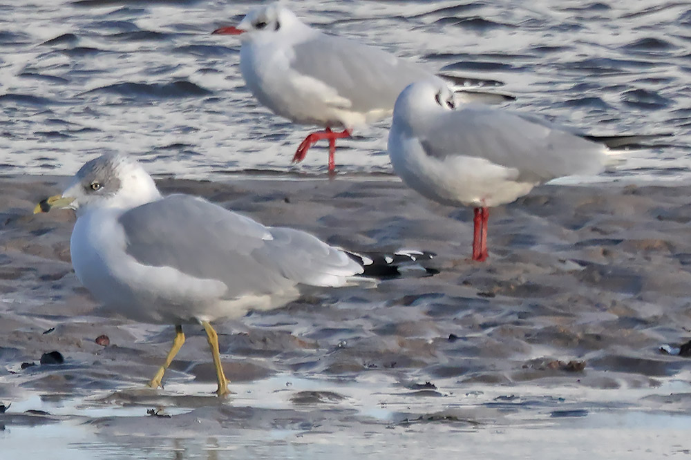 Ring-billed gull