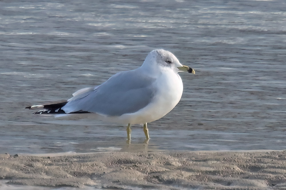 ring-billed gull