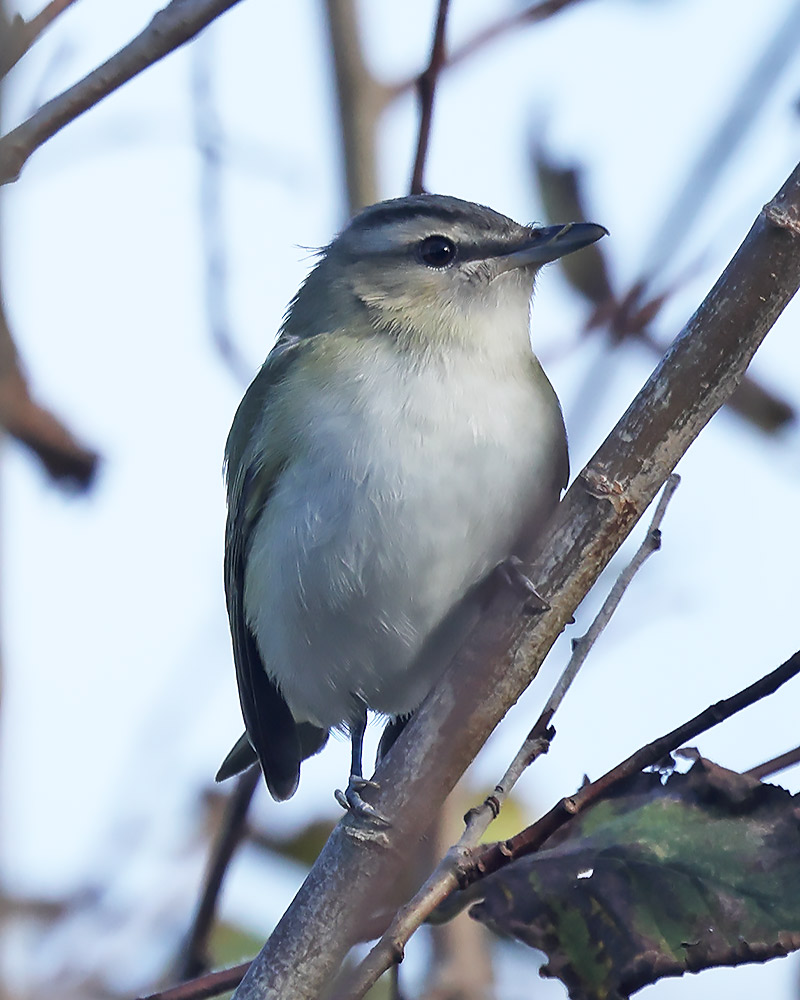 Red-eyed vireo