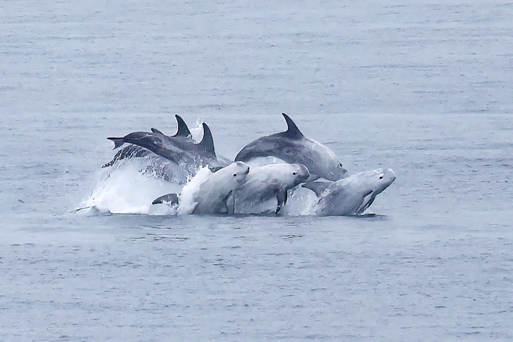 Risso's dolphin