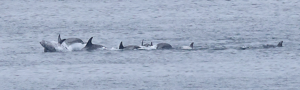 Risso's dolphin