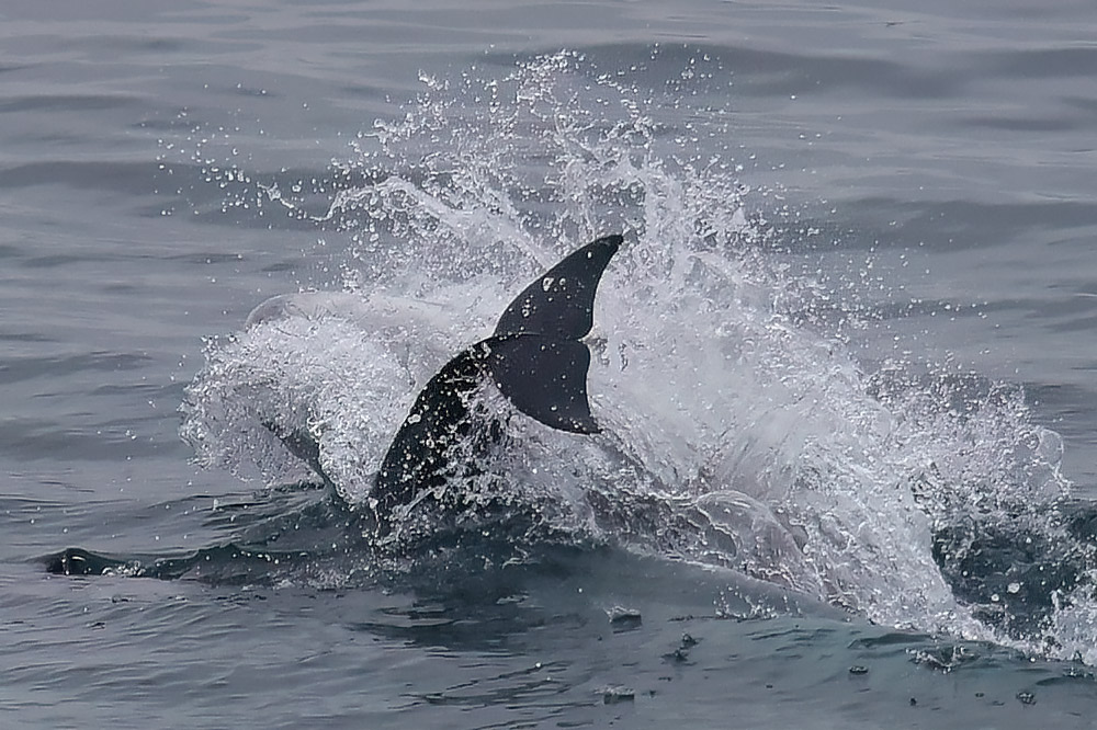 Risso's dolphin