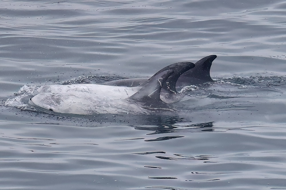 Risso's dolphin