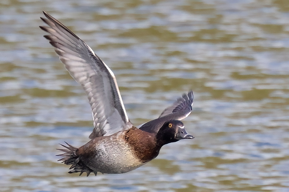 Ring-necked ducks