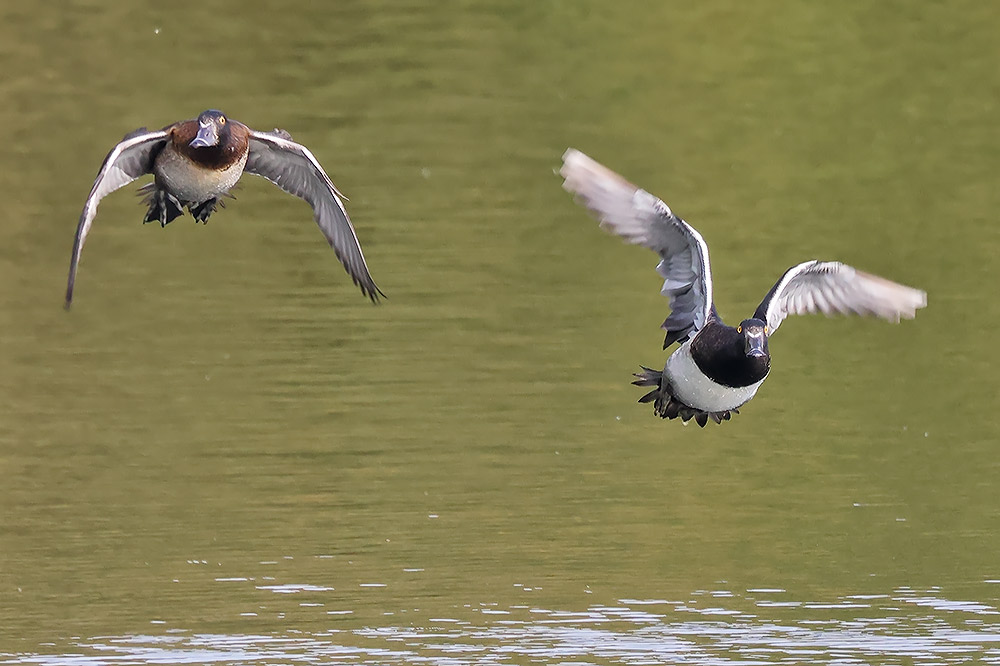 Ring-necked ducks