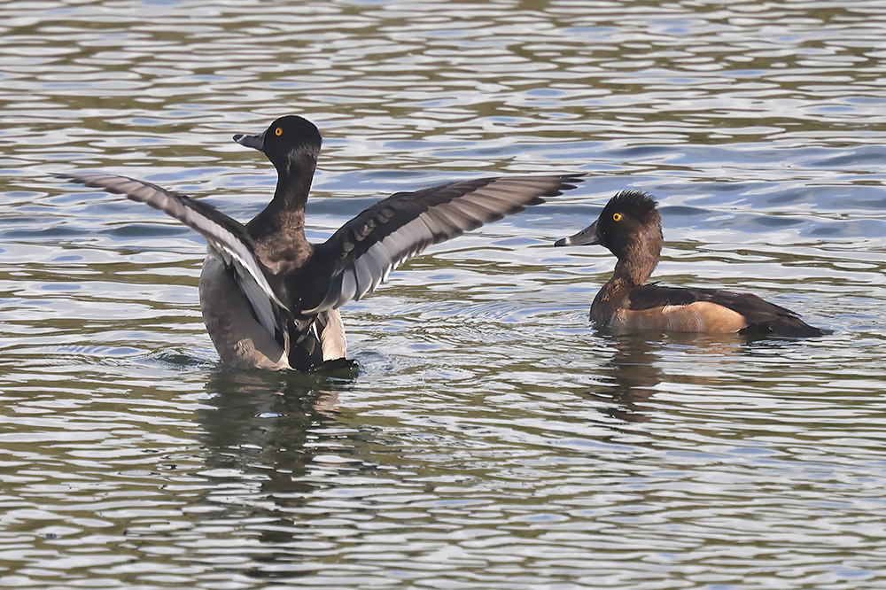 Ring-necked ducks