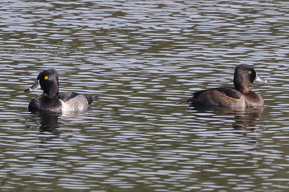 Ring-necked ducks
