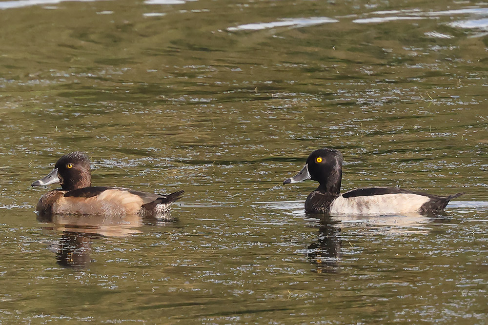 Ring-necked ducks
