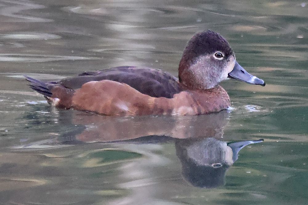 Ring-necked duck