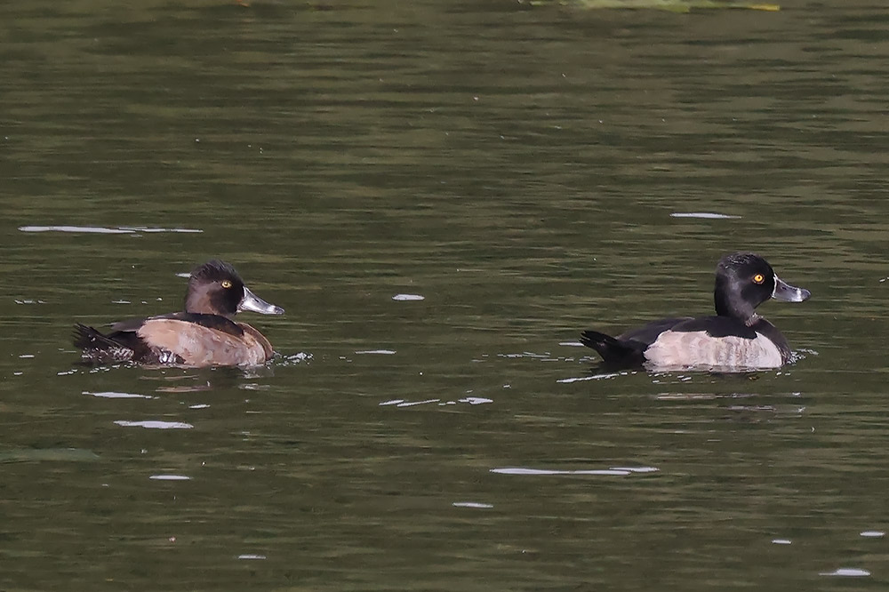 Ring-necked ducks